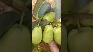Secret to Growing Guava from guaval