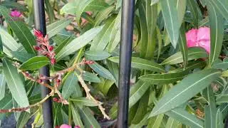 DIY Pandemic Small Garden| Lockdown Gardening Ideas| Relaxing Colourful Gardens Show Tutorial