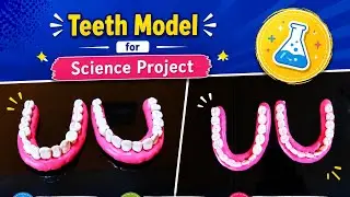 How to make Teeth model with clay for Science project | Children's school project