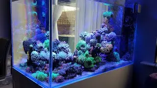 360L Reef Tank after 12 months