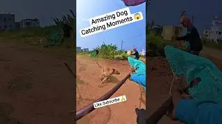 Pro Dog Catcher In Davangere #dog #davanagere #streetdogrevival #rescue #pets #animals