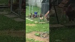 Chickens eating corn on the cob #backyardchickens #chickens #cornonthecob #shorts #hens #chicken