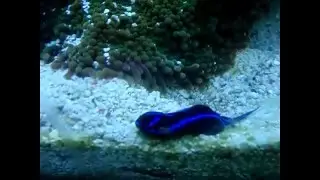 Blue Velvet sea slug 1