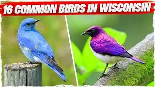 16 Common Birds in Wisconsin (with Pictures)