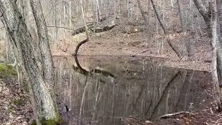 Exploring a beautiful, rocky holler/hollow with a small mountain stream.
