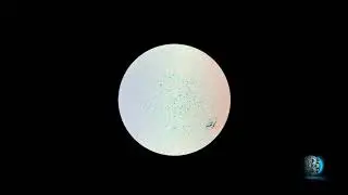 ESA/NASA's Solar Orbiter Returns First Data, Snaps Closest Pictures of the Sun