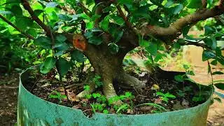 Perkembangan Terbaru Program Akar Bonsai Sianci: Jelajahi Kebun Om Atam