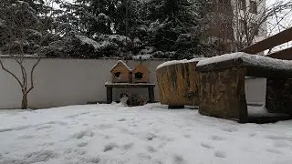 Real Winter (calm snow,cats,birds).Raw video