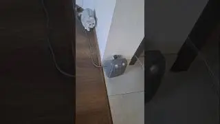💯🔥🔥😶&zwj;🌫️🤣интрига..,я готова к прыжку☄️‼️ #cat #cute