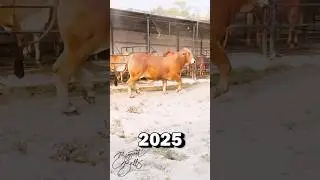 Red Brahman bull's two year transformation