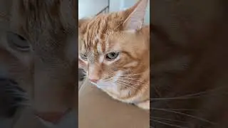 cats update