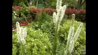 Лиатрис белый.Liatris.
