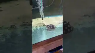 Feeding the freshwater stingray