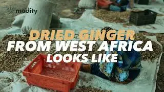 WHAT EXPORTING DRIED GINGER FROM WEST AFRICA LOOKS LIKE