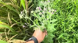Health benefits of Sahadevi plant: medicinal plant: सहदेवी बिरुबाका चमत्कारिक फाईदाहरु