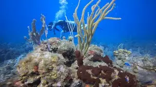 Diving at Angelfish Reef, BVI