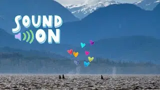 Amazing Northern Resident killer whale (orca) calls of A36