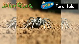 Papo Tarantula
