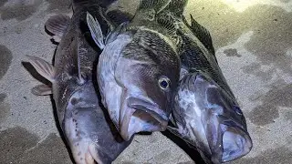 Black Seabass Fishing - They were Aggressive!! Long Island Sound NY