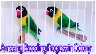 Lovebirds Colony Breeding Progress ll Season 2021-22
