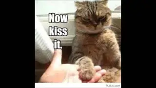 Funny animal quotes! X3