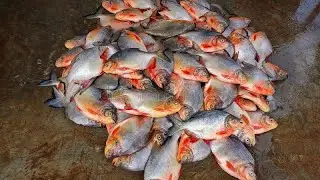 Rupchand fish farming | Rupchand fish | Fish farming | fish feeding| fish 🐟🐟🐟🐟🐟