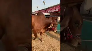 Kya Bachra Hai Yar #animalsworld #cow #cattle #bull #kamransammancattlefarm