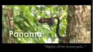 Professional Voiceover Artist Debbie Grattan - Panama Dreamscape