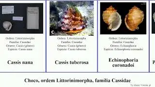 Choco, ordem Littorinimorpha, fam&iacute;lia Cassidae cassis semicassis nana ponderosa mollusca cornuta
