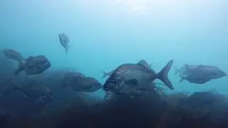 Catlins Coast Diving
