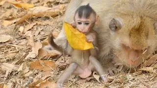 BRIGET MOTHER BLOCKED MILK | BABY MONKEY BRANDI HUNGRY NO MILK | WUHAN MONKEY