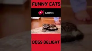 funny cats playing video-dog delight||@awwanimals@petlife