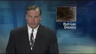 Reports of Rust-Like Diseases on the Needles of Pine and Spruce Trees-Lakeland News at Ten-August 9