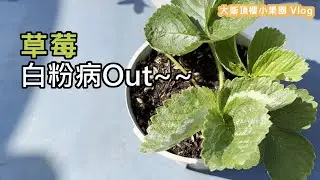 白粉病滾吧!草莓如何防治白粉病