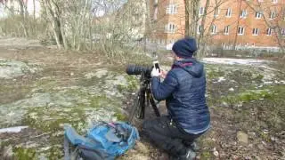 Sidensvans och fotograferande sk&aring;dare vid F&aring;gelbaren i Eriksdalslunden (Stockholm) [12/3 2017]