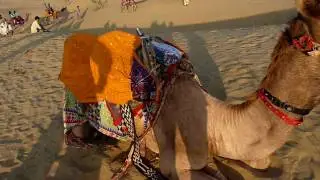 Growling Camel.MOV
