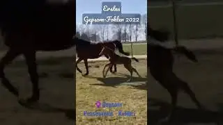 Erstes Gepsom-Fohlen 2022