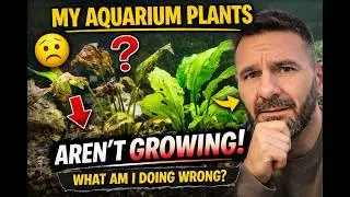 My Aquarium Plants Aren&rsquo;t Growing&hellip; What Am I Doing Wrong?