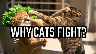 Why Do Cats Fight? The Feline Feud Explained!