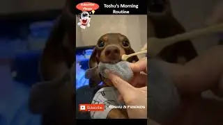 🐶 Dog&rsquo;s Brushing Routine | Toshu & Friends #shorts #dogsound #morning #brushing #routine #vlog