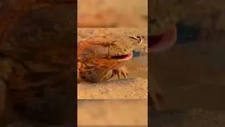 Devil toad