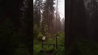 ГРОЗА , ГРОМ ! ЛИВЕНЬ ! ДИКИЙ ЛЕС ! ИЗБУШКА ! THUNDERSTORM ,THUNDER! HEAVY RAIN ! WILD FOREST !
