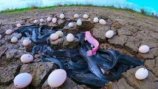 Wow, best catching fish, best hand fishing, catch a lot of fish and pick eggs by hand fisherman