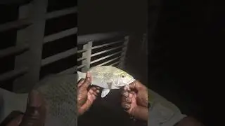 НОЧЬЮ РЫЧИТ ОГРОМНЫЙ МУСОР!! 😱🐟 Эта рыба УНИЧТОЖИЛА огромную креветку! | Залив Бойнтон-Бич