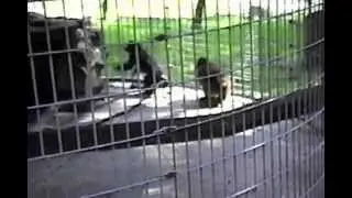 Forest Zoo, Gallitzin PA