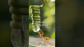 Ant drinking Water | Rare video