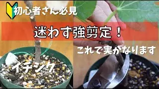 【イチジク】初心者さん必見！！迷わず強剪定。ちょっと気が早いですが剪定の動画になります。