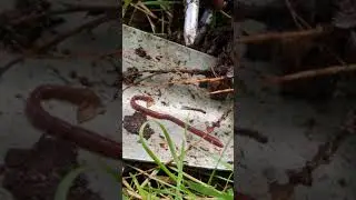 Amazing how does an earthworm move #garden #bio #gardening #insects #permaculture #nature #organic