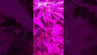 Week 5 Runtz PK updated ( LeafEyeGenetics)