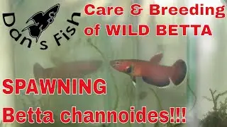 Betta channoides Breeding!!!